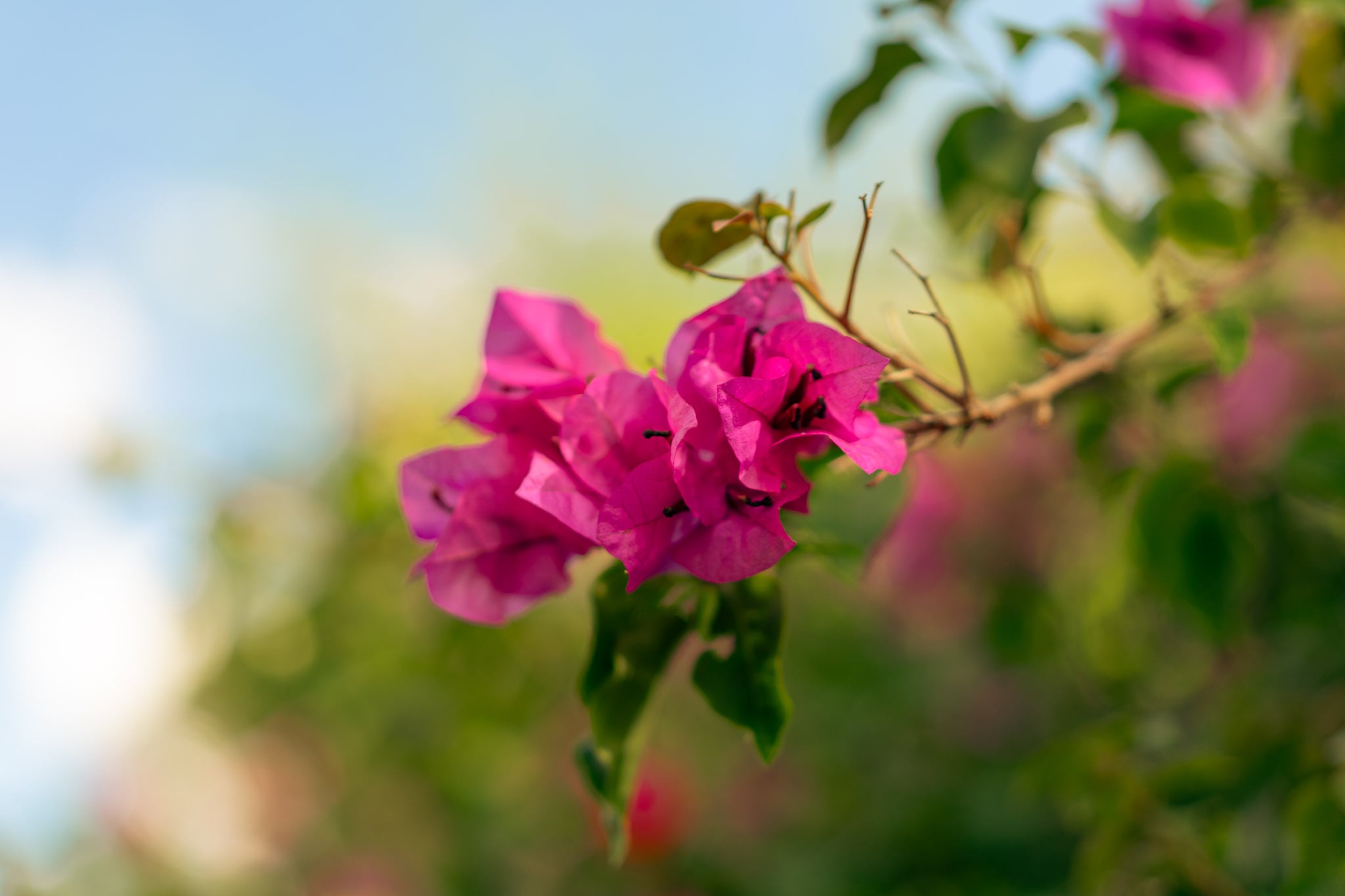 Photography by Jackson Wright